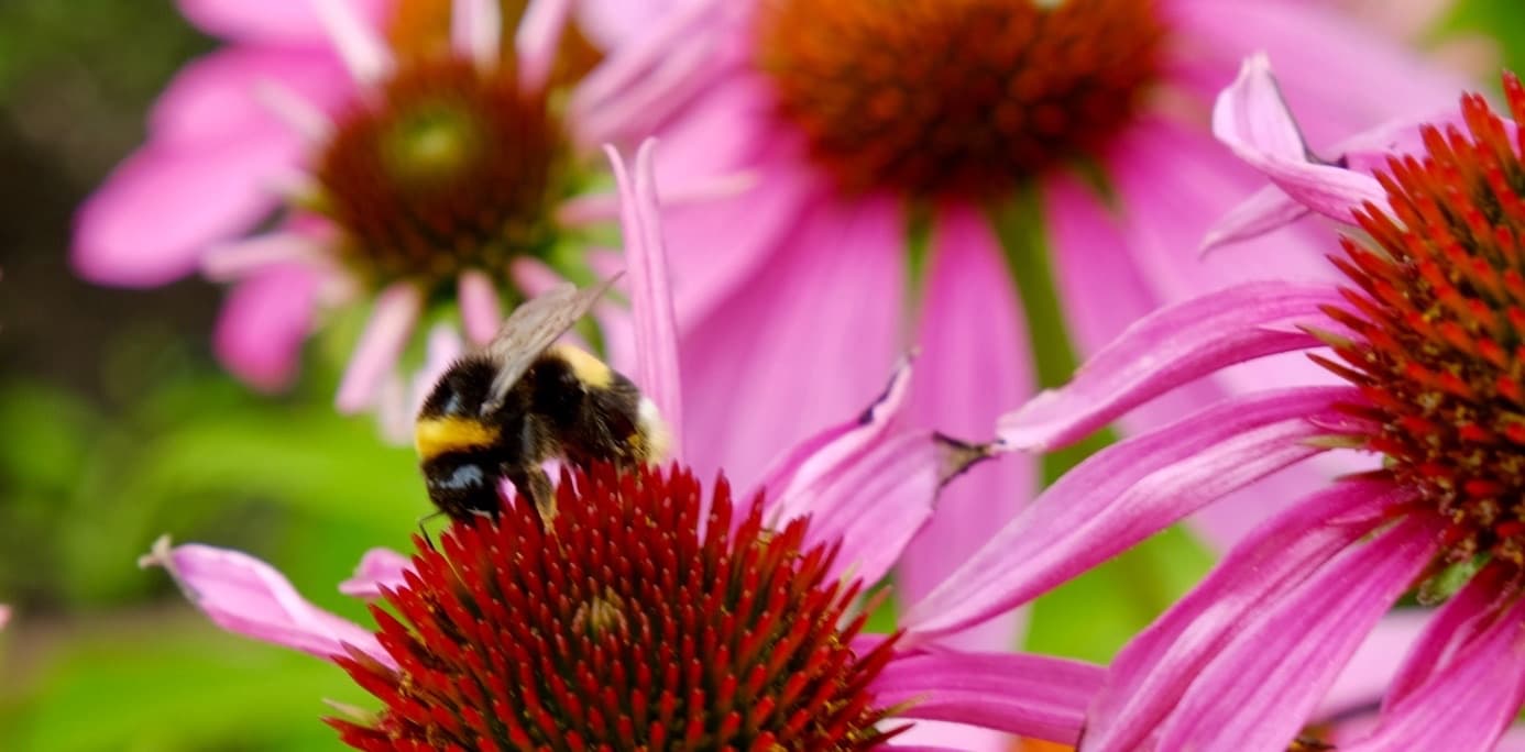 Pembe ekinezya çiçeklerinin üzerinde duran bir bombus arısı; yaz bahçesinin canlı, çalışan hali.