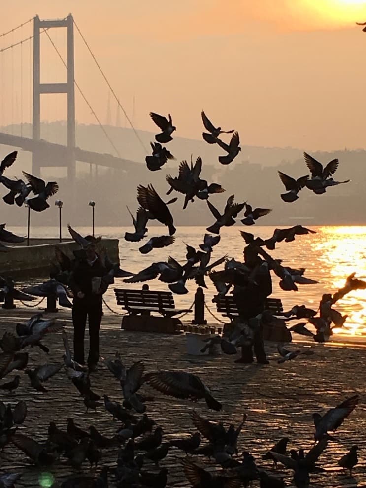 Gün batımında Boğaz kıyısında havalanan bir güvercin sürüsü; arkada köprünün silueti, kıyıda birkaç kişi.